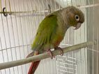 Pineapple Conure