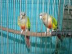 Pineapple Conure