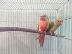 Pineapple Conure for sale