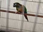 Pineapple Conure For Sell