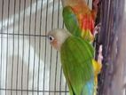 Pineapple Conure Full Setup (double Red Factor)