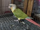 Pineapple conure sell