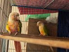 Pineapple Conure Male 2 Pic