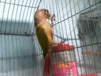 Pineapple Conure Male (পাইনাপেল কিনুর)