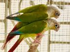 Pineapple conure master pair