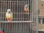 pineapple conure master pair