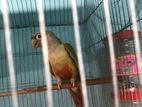 Pineapple Conure পাইনাপেল কুনুর