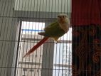 Pineapple conure pair for sell
