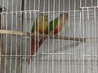 Pineapple conure red factor 1 pair