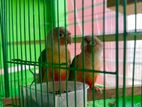Pineapple Conure - Red Factor (Adult)