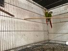 Pineapple Conure Running Pair