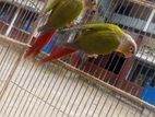 Pineapple conure Running pair