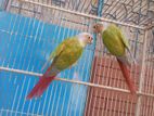 Pineapple conure Running pair