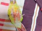 Pineapple conure Tame Baby