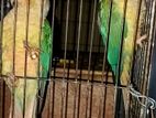 Pineapple Turcouise Blue Conure