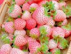 Pink & White Strawberry seeds