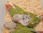 Pinnaple conure For Sell