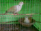 পিওর অস্ট্রেলিয়ান ঘুঘু পাখি ।.. 🕊️