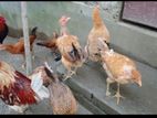 পিওর দেশি মোরগ /মুরগি বিক্রি করা হবে।