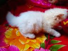 পিওর পার্শিয়ান ছেলে বিড়াল