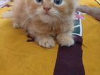 পিওর পার্শিয়ান বিড়াল। Pure Persian Cat