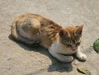 পিওর পোষা cat