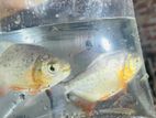 পিরানহা(piranha) বা রেড বেলি পিরানহা (red-bellied Piranha)।