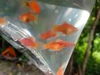 Fish for sell