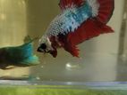 Plakat betta/fighter fish