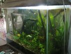 Planted And Aquscaped Aquarium with Ecosystems Created