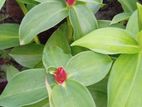 Plant for sale