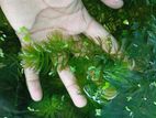 Accurium Plant
