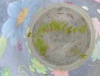 Fish sell
