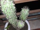 Plant Kaktas
