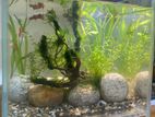 Planted aquarium /cristal glass