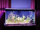 Planted Aquarium