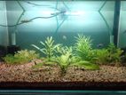 Planted Aquarium with fish