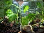 Planted Aquarium