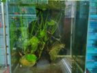 Planted Aquarium