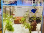 Planted Aquarium Full Crystal Tank Setup (12x12x12 in)