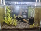 Planted Aquarium Full setup Crystal glass