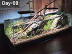 Planted Aquarium Full Setup