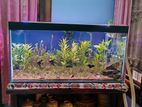 Planted Aquarium (low Tech)