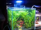 Planted Aquarium – পানির নিচে সবুজের রাজ্য 🌿🐠
