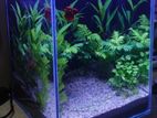 Planted Aquarium – পানির নিচে সবুজের রাজ্য 🌿🐠