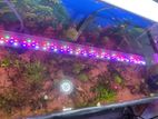 Planted aquarium /প্লান্টেড একুরিয়াম (ফুল সাইকেলিং)