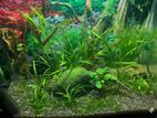 Planted Shirmp Tank Aquarium