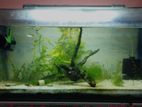 planted tank18*9*9with Shirimp bogwood spongefilter sand&plants,Aquriam