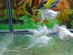 Platinum White Moontail Ballon Molly