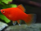 platy color fish